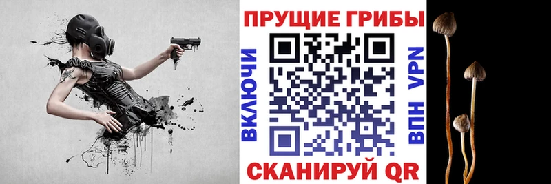 Галлюциногенные грибы Psilocybe  Калининград 